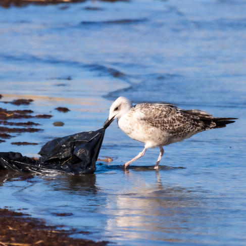 海洋ゴミ問題のイメージ
