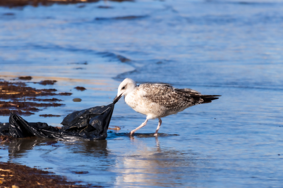 汚れた海と鳥の風景